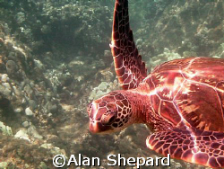 A small turtle in Maui, HI.   by Alan Shepard 